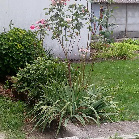 Pineta 호텔
